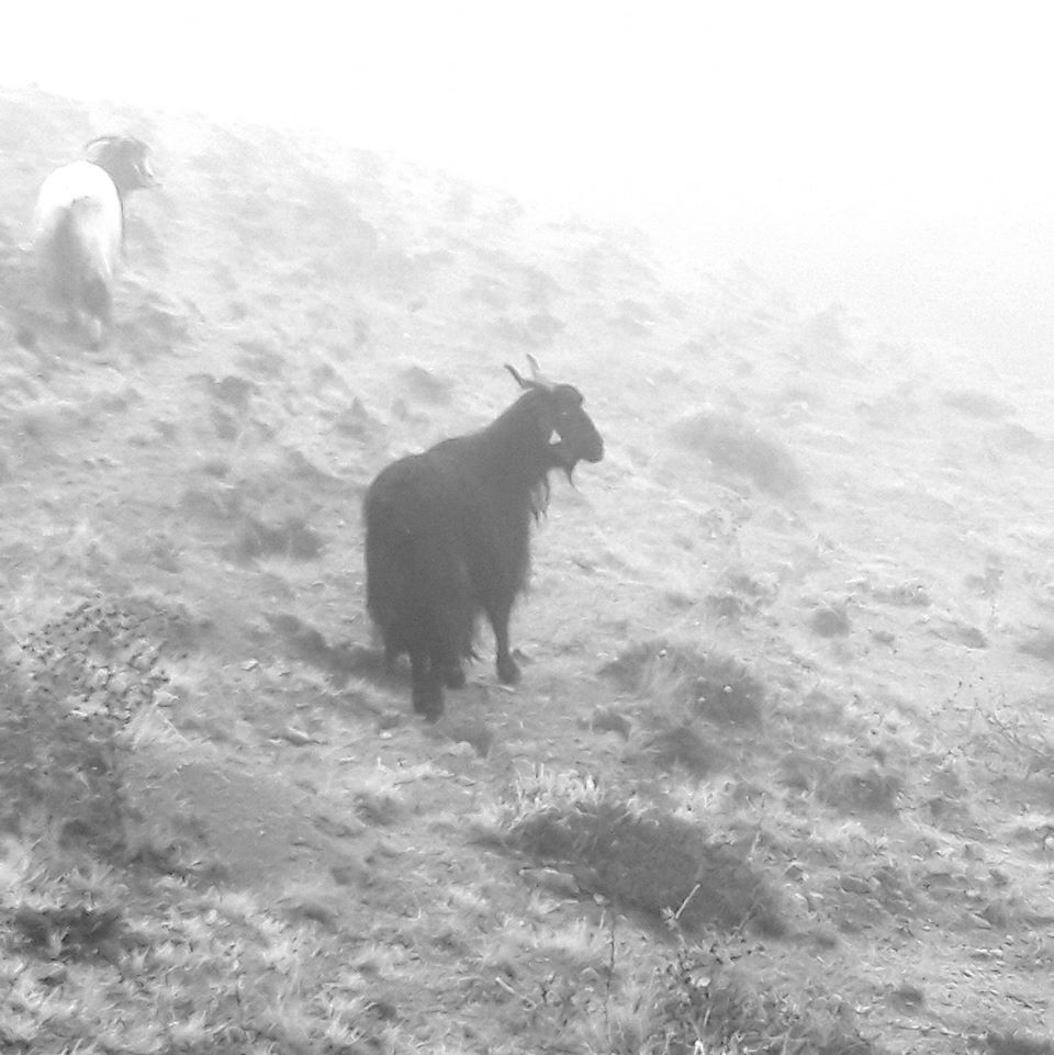 Balâ Kesikköprü Köyü Resimleri 4