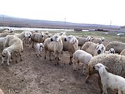 Balâ Kesikköprü Köyü Resimleri 6