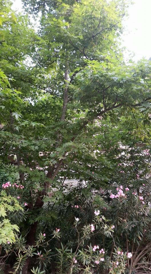 Adana Karaisalı Ömerli Köyü Resimleri 7