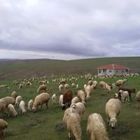 Balâ Tepeköy Köyü Resimleri 5