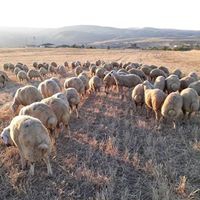 Balâ Tepeköy Köyü Resimleri 7