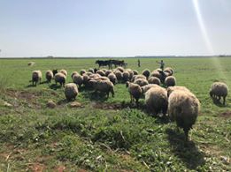 Akçakale Akbilek Köyü Resimleri 1