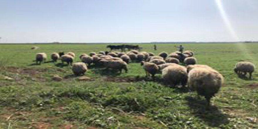 Akçakale Akbilek Köyü Resimleri