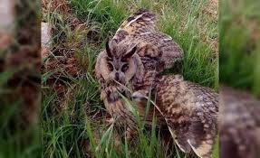 Akçakale Baykuş Köyü Resimleri 3