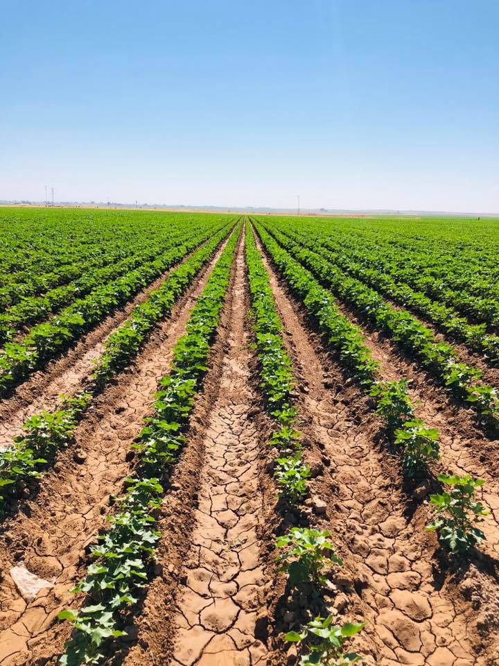 Akçakale Bulutlu Köyü Resimleri 1