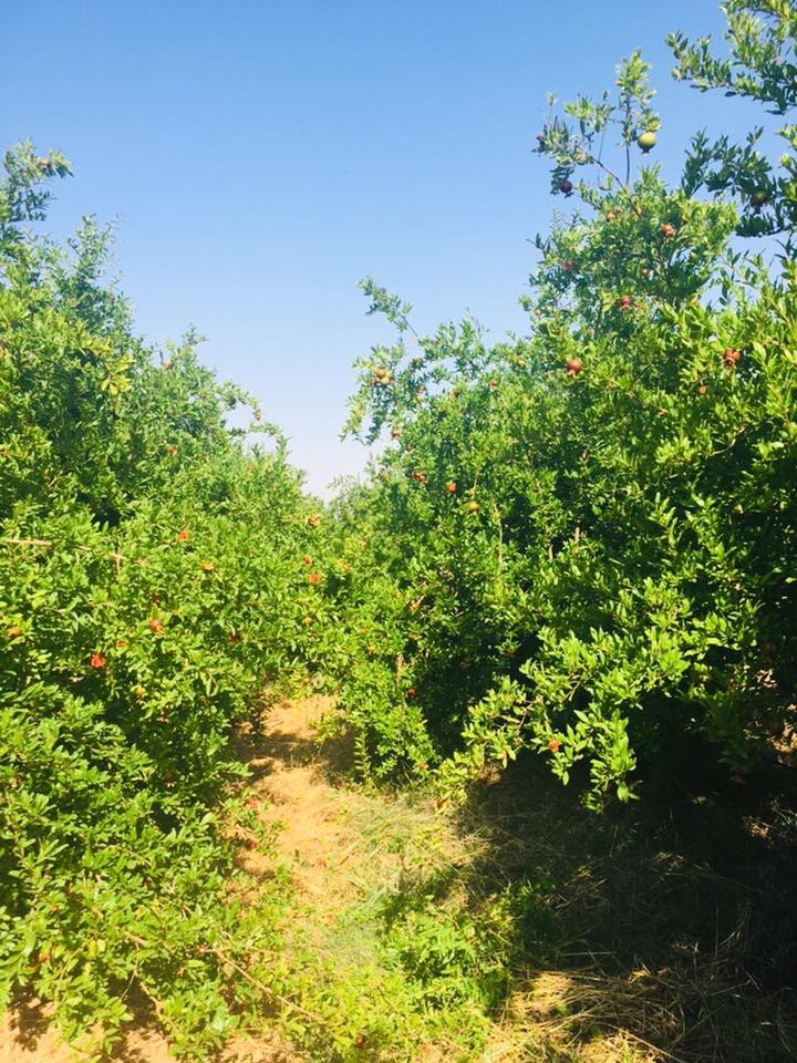 Akçakale Bulutlu Köyü Resimleri 3