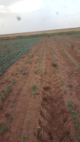 Akçakale Büyüktokaç Köyü Resimleri 1