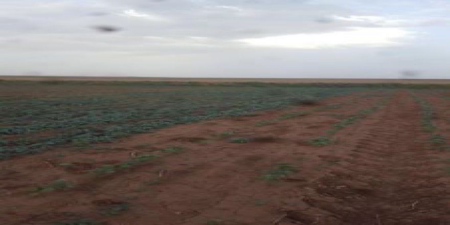 Akçakale Büyüktokaç Köyü Resimleri