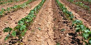 Akçakale Çakırlar Köyü Resimleri 5