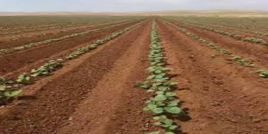 Akçakale Cevher Köyü Resimleri