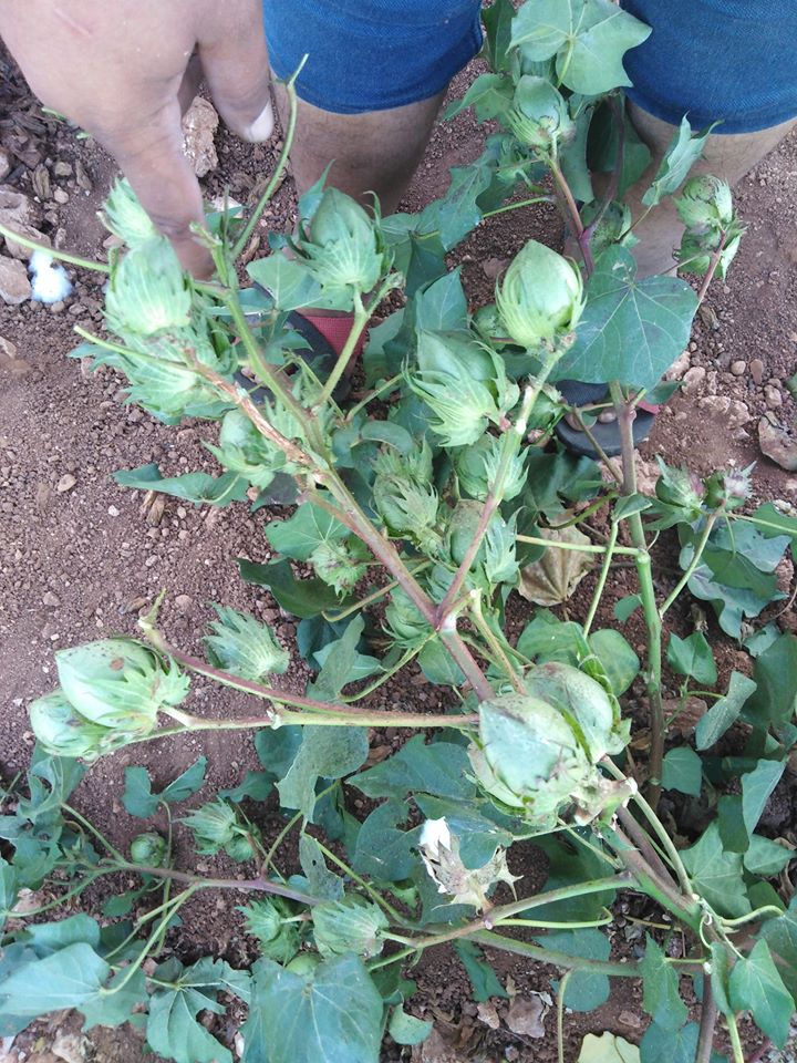 Akçakale Eke Köyü Resimleri 2