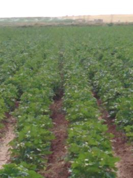 Akçakale Eke Köyü Resimleri 4