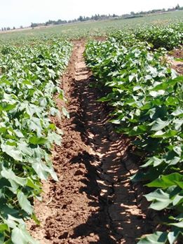 Akçakale Eke Köyü Resimleri 5