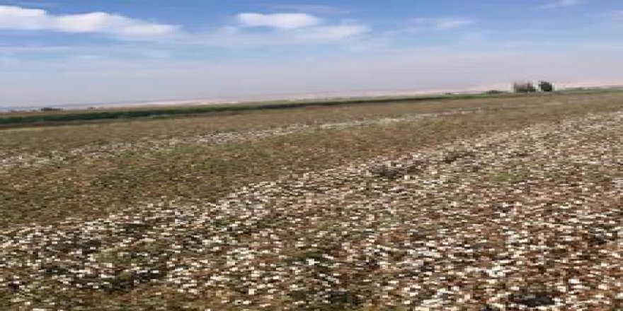 Akçakale Erdemler Köyü Resimleri