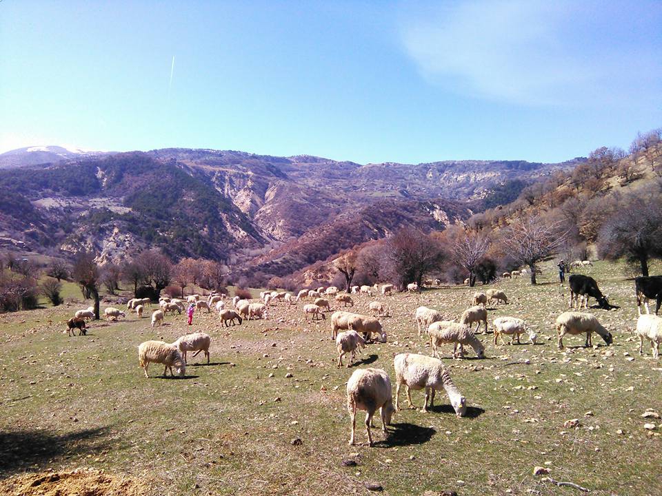 Beypazarı Kurtkovan Köyü Resimleri 6
