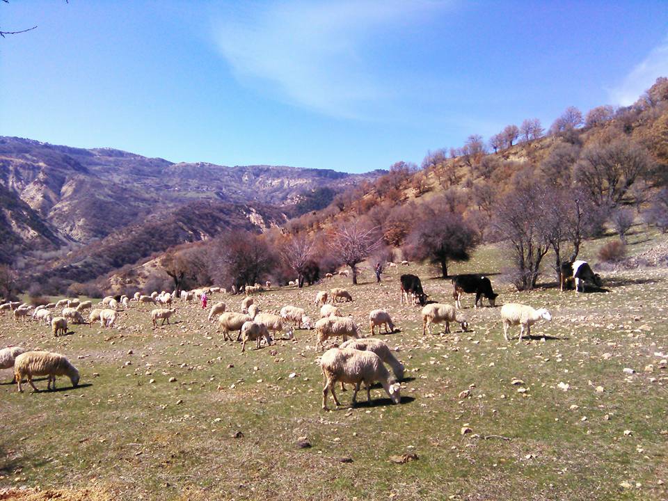 Beypazarı Kurtkovan Köyü Resimleri 7