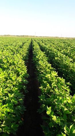 Akçakale Güneren Köyü Resimleri 2