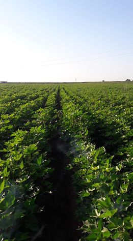 Akçakale Güneren Köyü Resimleri 3