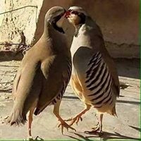 Beypazarı Mençeler Köyü Resimleri 4