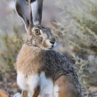 Beypazarı Mençeler Köyü Resimleri 5