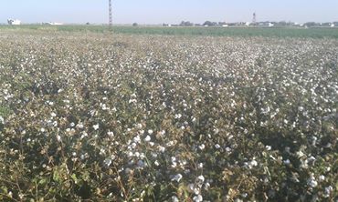 Akçakale Haktanır Köyü Resimleri 4