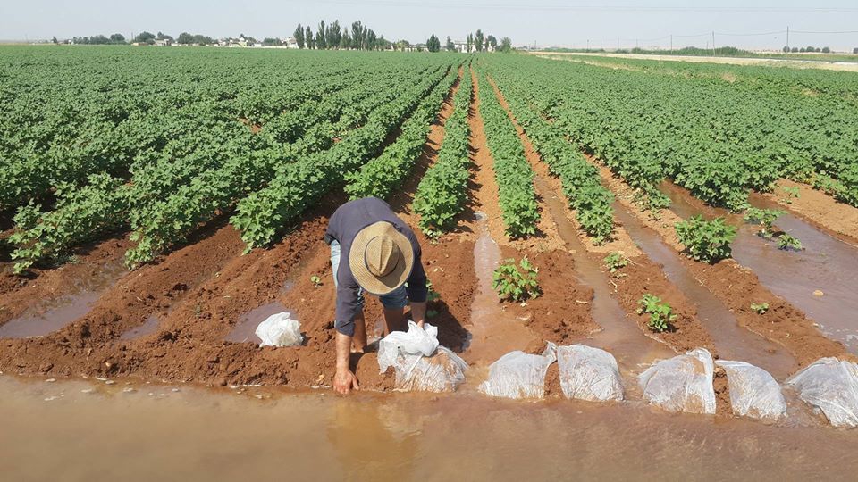 Akçakale Koruklu Köyü Resimleri 1
