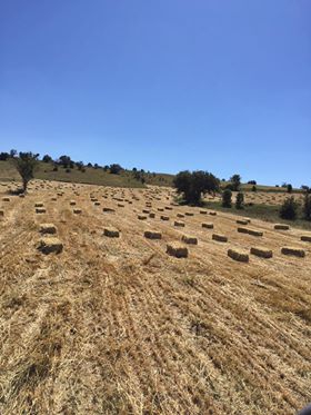 Eskipazar Boncuklar Köyü Resimleri 4