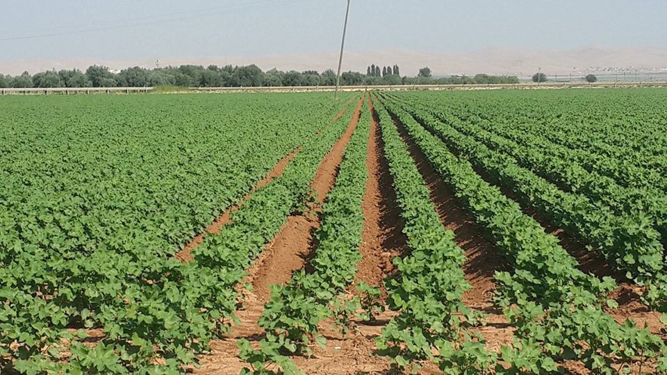 Akçakale Milköy Köyü Resimleri 1