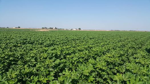 Akçakale Ortaören Köyü Resimleri 1