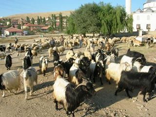 Çubuk Akkuzulu Köyü Resimleri 1