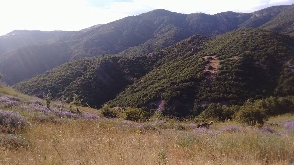 Çubuk Kavaklı Köyü Resimleri 14