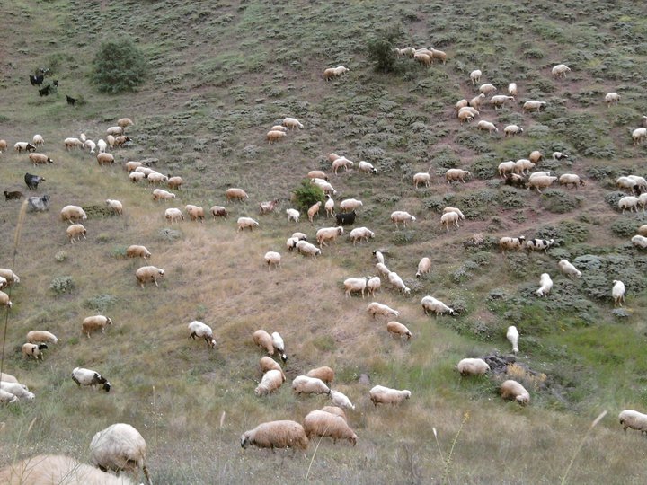 Çubuk Kavaklı Köyü Resimleri 5