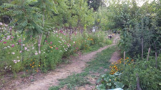 Eskipazar Çaylı Köyü Resimleri 12