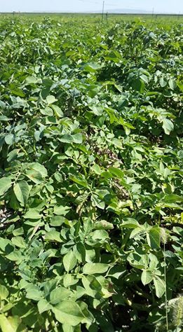 Karapınar Akçayazı Köyü Resimleri 1