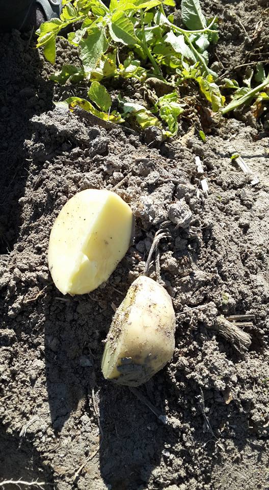 Karapınar Akçayazı Köyü Resimleri 2