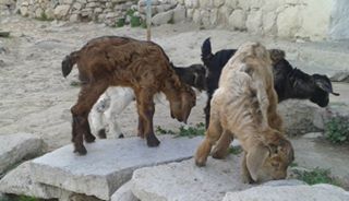 Karapınar Akören Köyü Resimleri 6