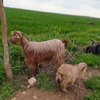 Akçakale Sevimli Köyü Resimleri 2