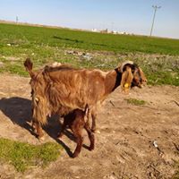 Akçakale Sevimli Köyü Resimleri 3