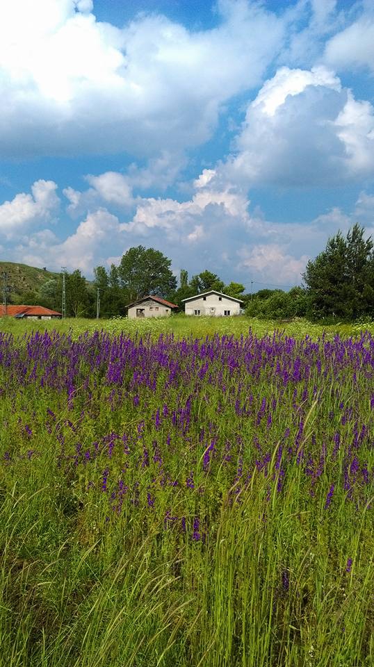 Eskipazar Doğancılar Köyü Resimleri 1