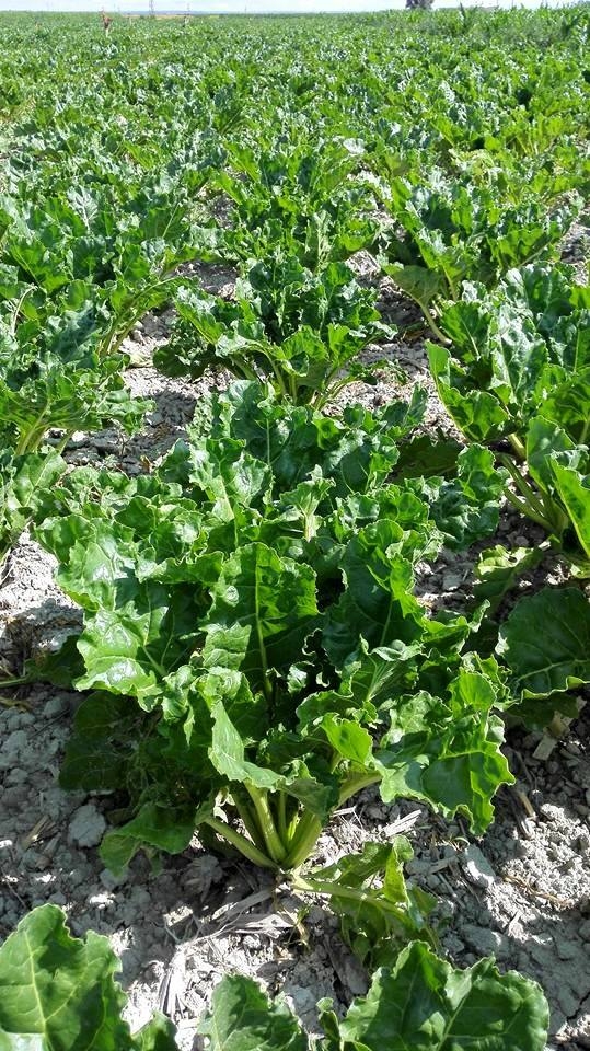 Karapınar Hotamış Köyü Resimleri 2