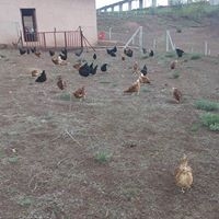 Elmadağ Edige Köyü Resimleri 1