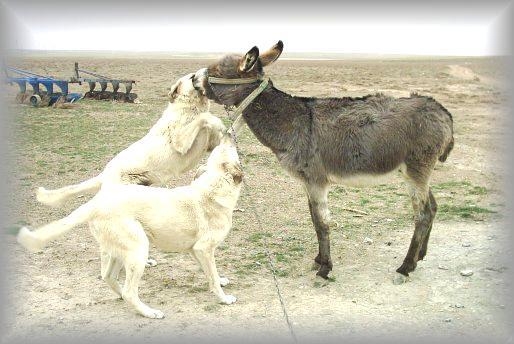 Karapınar Kayacık Köyü Resimleri 2