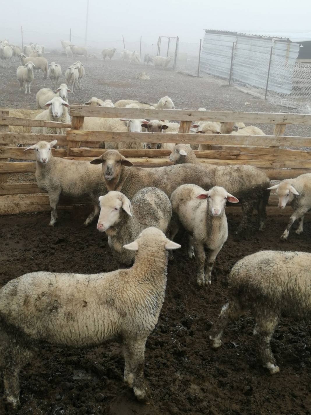 Güdül Çağa Köyü Resimleri 6