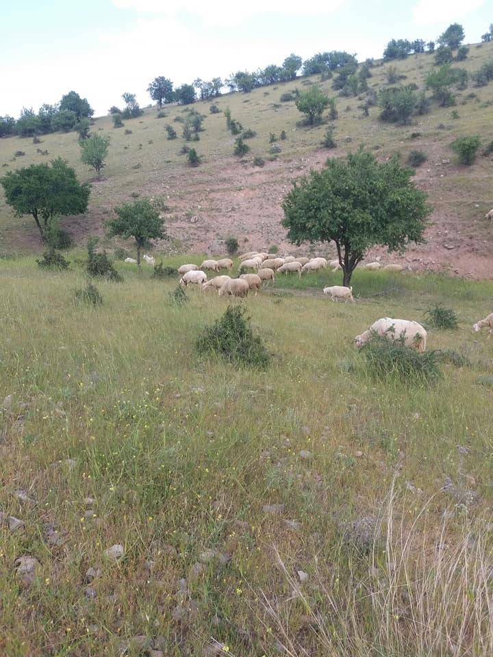 Güdül Kadıobası Köyü Resimleri 4
