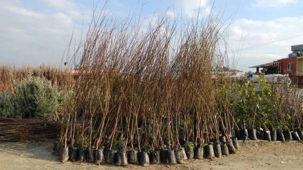 Haymana Altıpınar Köyü Resimleri 4