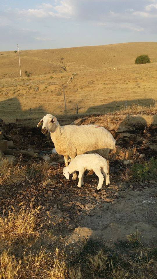 Haymana Ataköy Köyü Resimleri 3