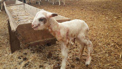 Haymana Büyükyağcı Köyü Resimleri 10