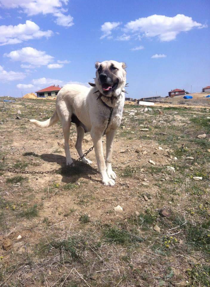 Haymana Büyükyağcı Köyü Resimleri 6