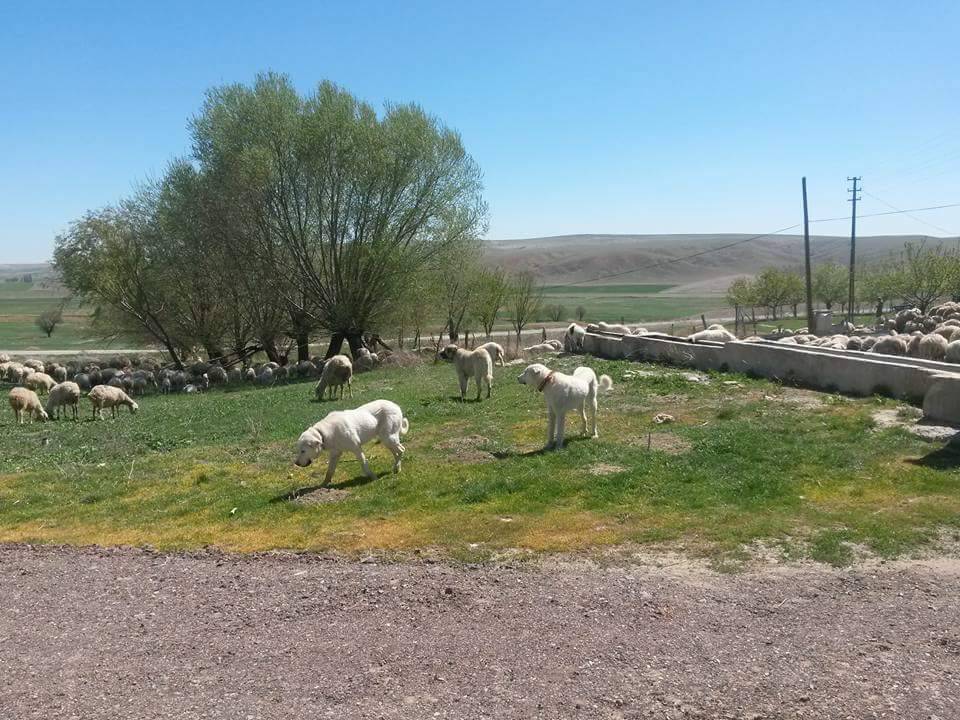 Haymana Büyükyağcı Köyü Resimleri 7