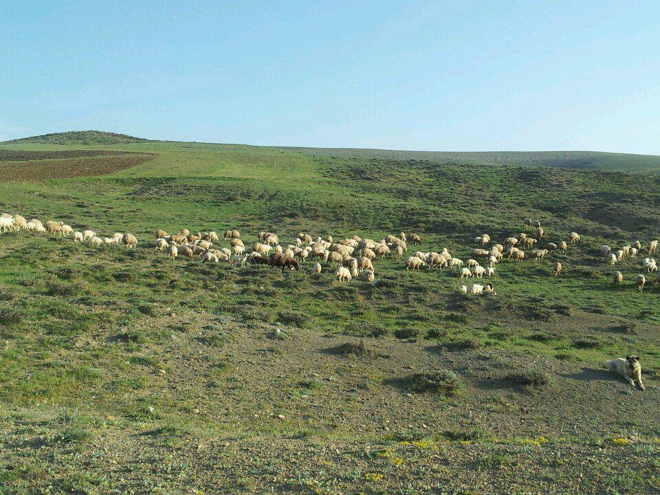 Haymana Cihanşah Köyü Resimleri 10